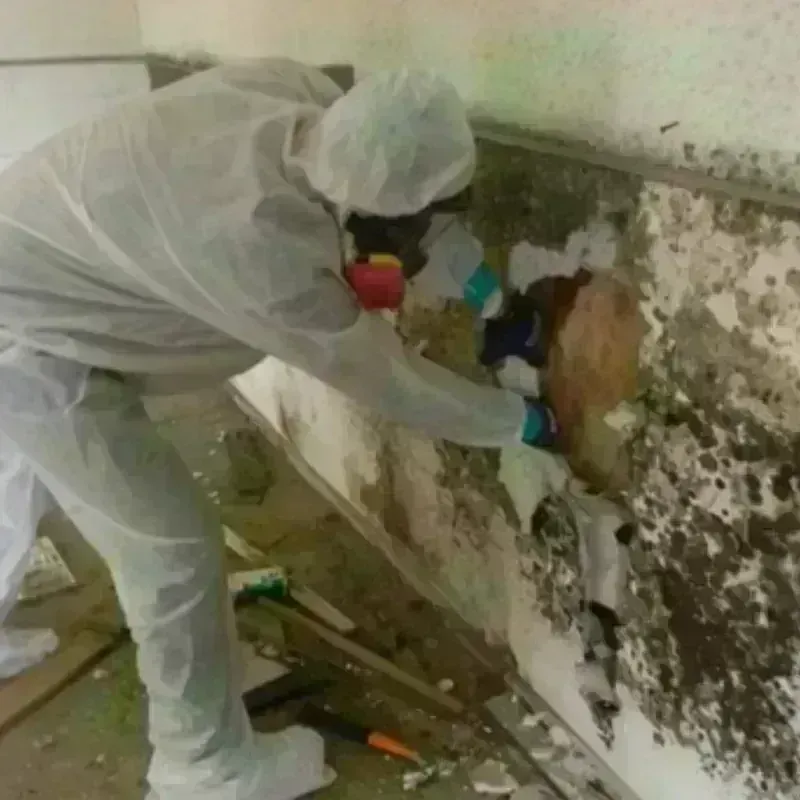 Mold Remediation and Removal in Alamo Heights, TX